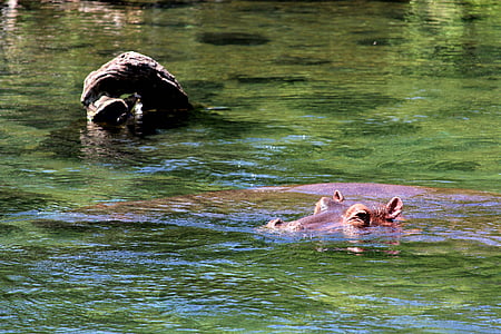 hipopótamo, África, safári