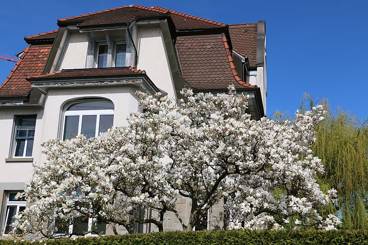 home, tree, magnolia flowers, flowers, sight for sore eyes, gorgeous