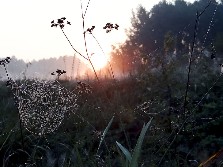 the sun, rosa, the fog, meadow, cobweb, morning, summer