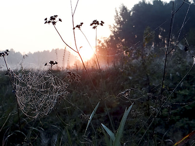 matahari, Rosa, kabut, padang rumput, Cobweb, pagi, musim panas
