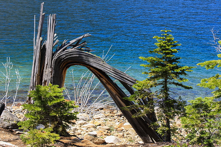 fa, víz, Lake tahoe, természet, táj, utazás, kültéri