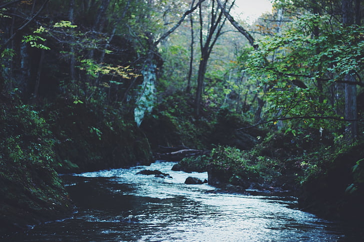 forest, nature, river, stream, tree, outdoors, water
