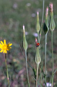 dandelion field, ladybug, yellow flower, meadow, plant, flower, spring