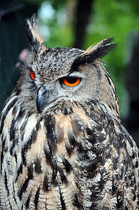 eagle owl, raptors, owls, raptor, bird, animal wildlife, animals in the wild