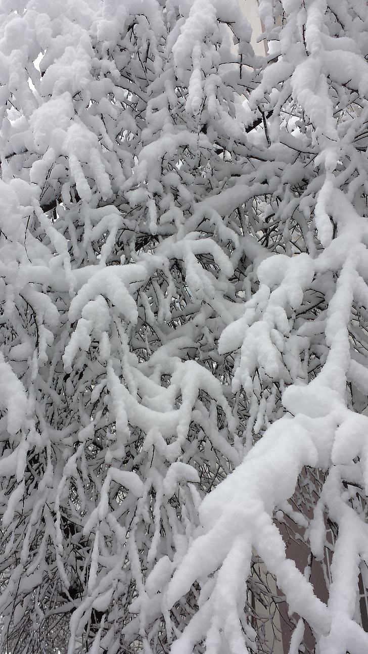 Bukares, musim dingin, pohon