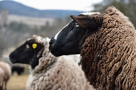 schapen, Golf, grasland, Home, dier, vee, dierlijke thema 's