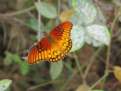gulf fritillary, butterfly, insect, macro, nature, wildlife, orange