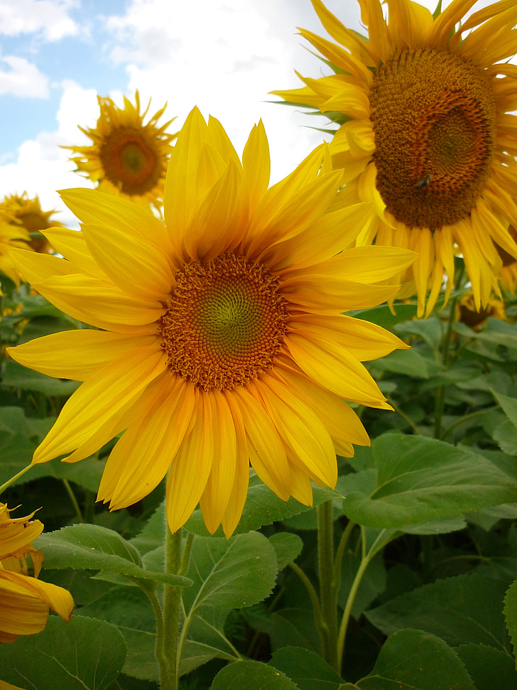 bunga matahari, tanaman, musim panas, alam, tanaman, pertanian, kuning