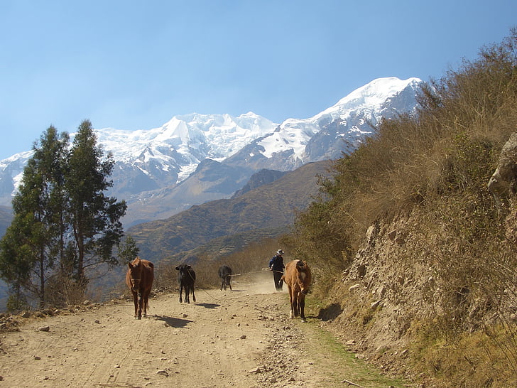 muntanyes, carretera, Bolívia, cavalls, muntanya, natura, persones