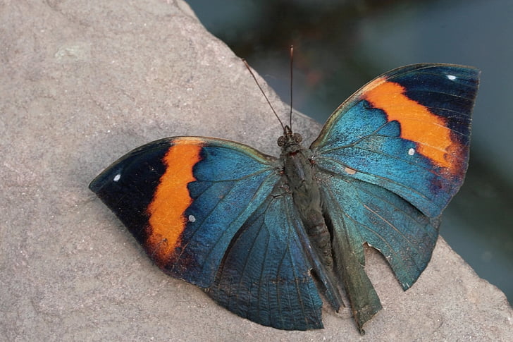 Motyl, Motyl tropików, owad, Indian journal, egzotyczne, reszta, skrzydło
