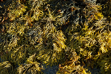 alghe, rocce, piante acquatiche
