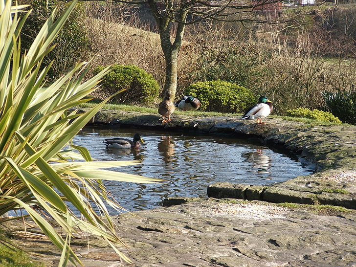 duck pond, ducks, ponds, outdoors, scenery, wildlife, nature