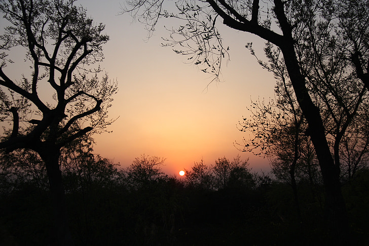 Sonnenuntergang, in der Abenddämmerung, 'Nabend, Baum, Silhouette