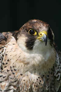 bird of prey bird, prey, beak, falconer, hunter, wildlife, bird