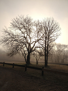 nebuloso, árvores, nevoeiro, paisagem, névoa, enevoado, árvore