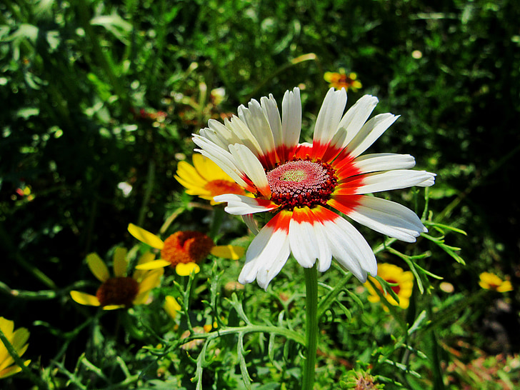 Gerbera, Hoa, trắng, cánh hoa, Sân vườn, màu sắc, thực vật