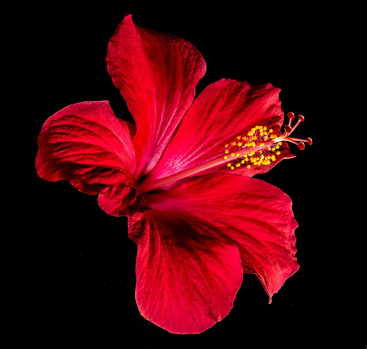 Hibiscus, flor, floración, flor, rojo, malvavisco, Malva