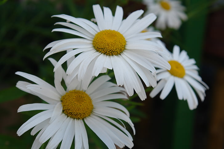 floare, danutz, Close-up, alb, vara, natura