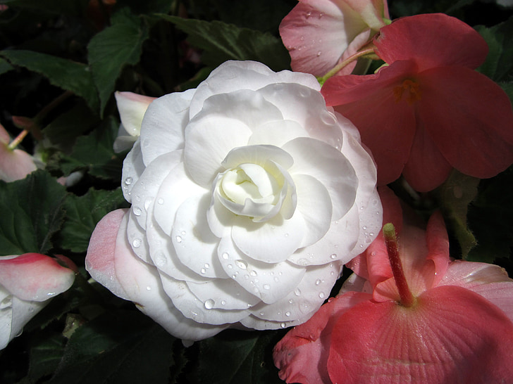 flor, Rosa, blanc, rosada, Rosa blanca