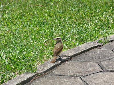 BEM-te-vi, pájaro, Brasil
