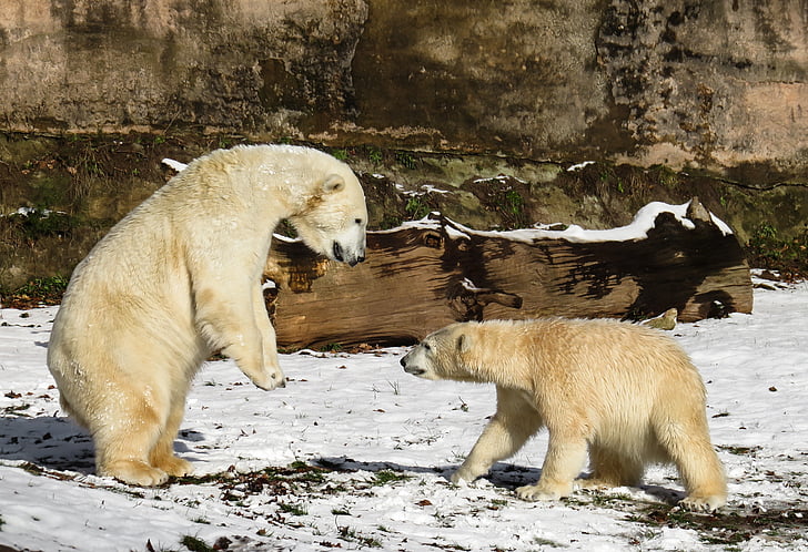Kutup ayısı, oyun, mücadele, yırtıcı hayvan, genç, Nürnberg, tehlikeli