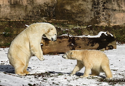 urso polar, jogar, luta, predador, jovem, Nuremberg, perigoso