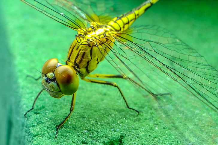 dragonfly, insect, black, blue, eyes, green, legs