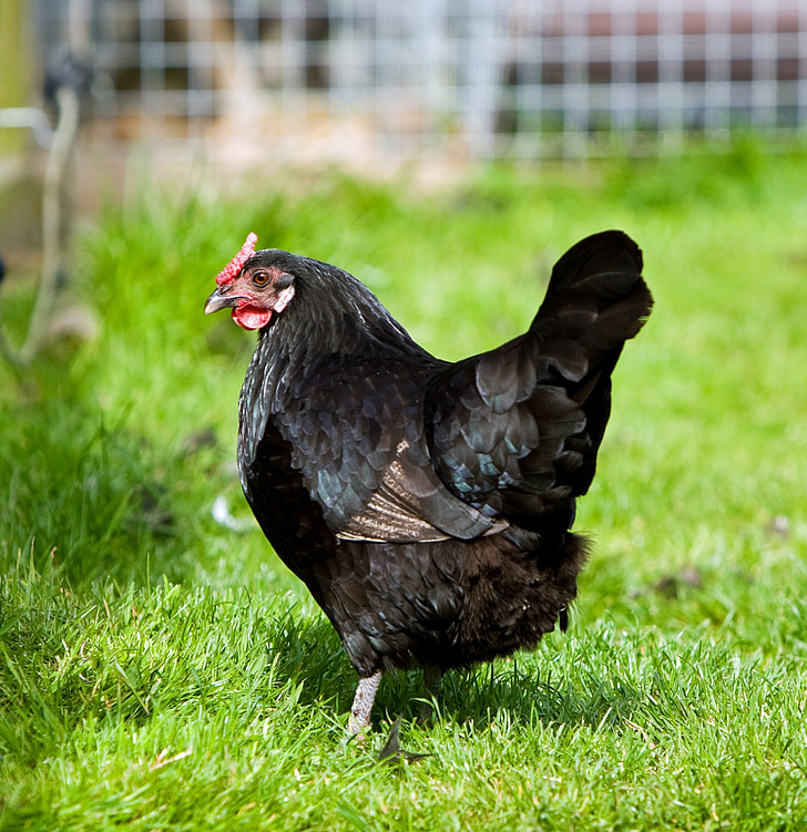 hen, chicken, bird, black, standing, green, grass
