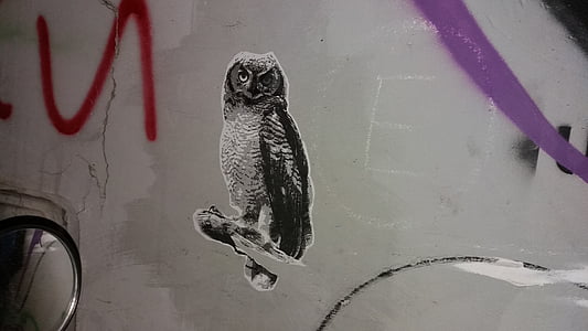 Owl, Sơn, bức tường, Graffiti, kẻ phá hoại, động vật, gương