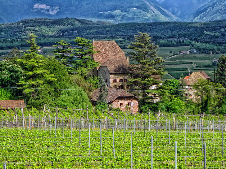 germany, vineyard, buildings, house, home, field, crops