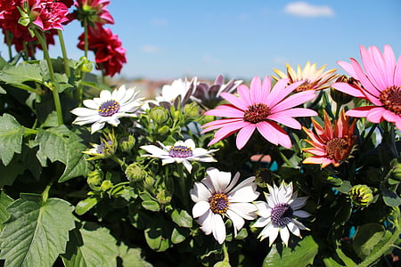 blommor, våren, Dahlia, rosa blommor, OSTEO, balkong, blå himmel