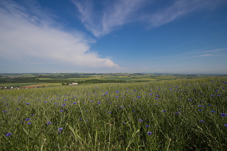 summer, field, sky, blue, panorama, grasses, sun
