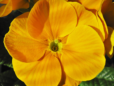 giallo primula, fiore di Primula, vista parziale, Dettagli, chiudere, giallo, piante profumate