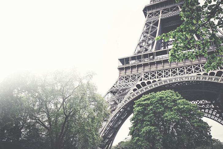 låg, vinkel, fotografering, träd, Eiffel, tornet, dimmigt