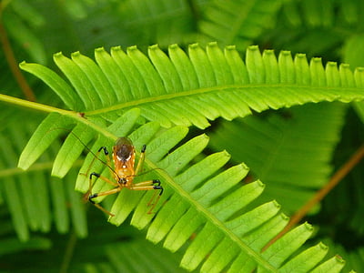 green, leaf, bug, nature, insect, plant, wildlife