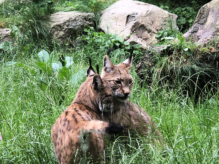 animale, Lynx, pisica
