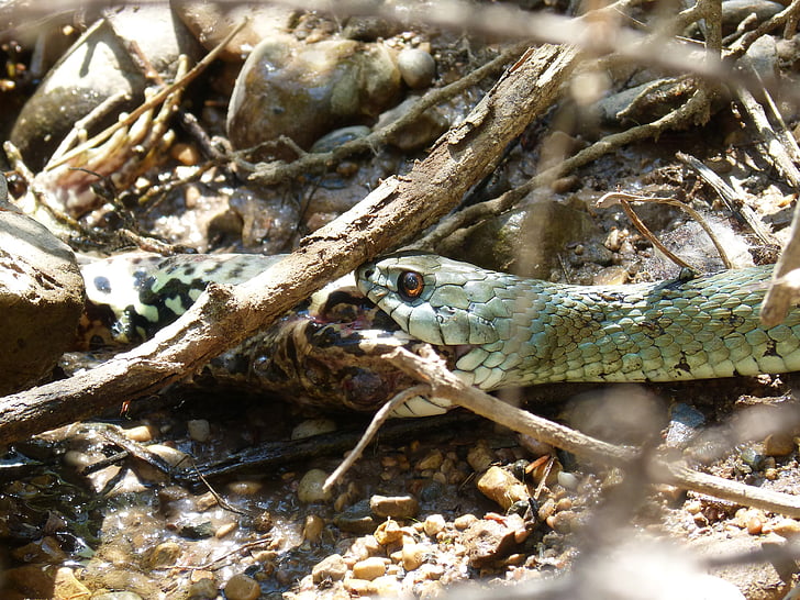 slang eten een kikker, Natrix natrix, Snake ketting, slang, Snake river, Predator