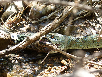 Schlange Essen einen Frosch, Natrix natrix, Schlange-Halskette, Schlange, Snake river, Predator