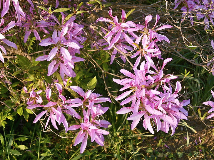 Azalea, Ericaceae, vaaleanpunainen kukka, kukka wagon