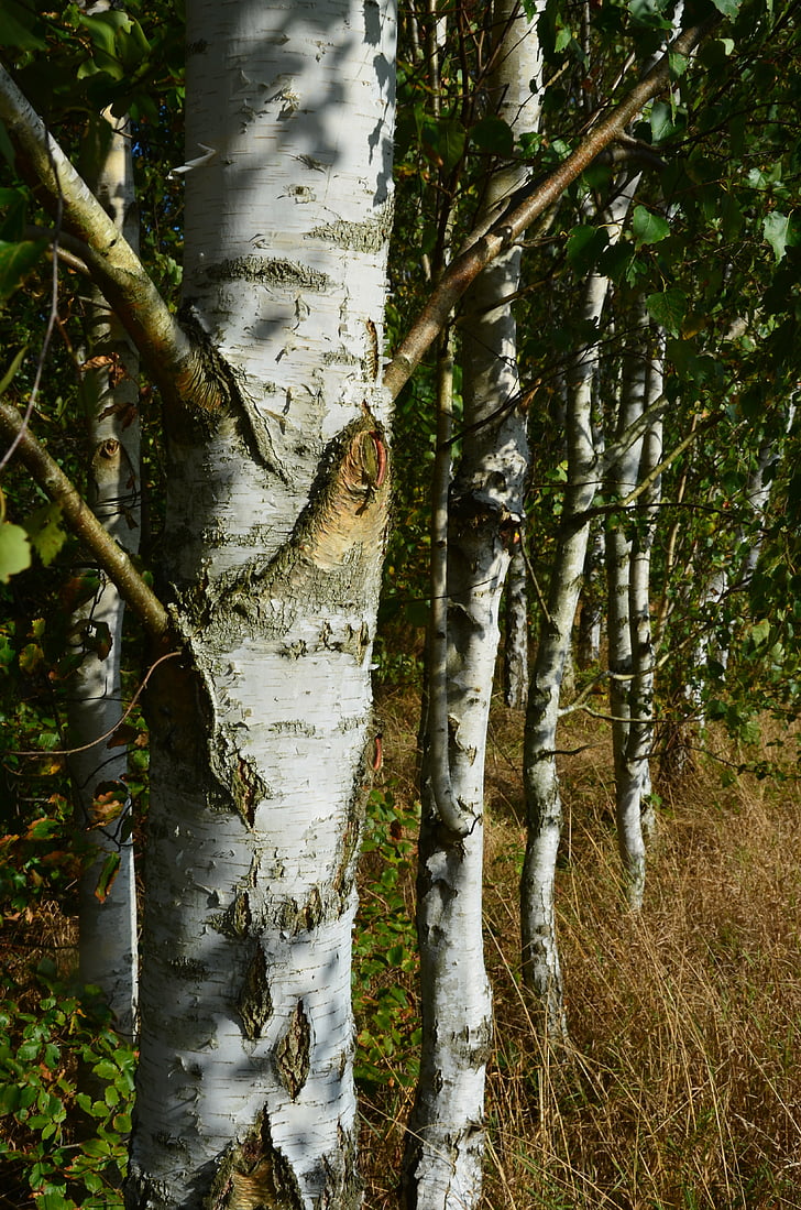 birch, forest, trees, plant, white, sunbeam