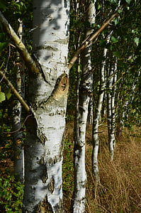 Birch, hutan, pohon, tanaman, putih, Sunbeam