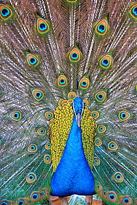 pavone, piume di pavone, uccelli, blu, verde, modello, progettazione