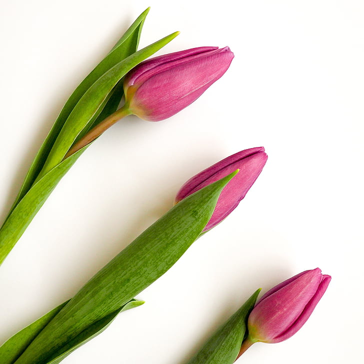 tulipány, růžová, bílé pozadí, květ, závod, Bloom, květ