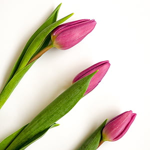 tulipán, rózsaszín, fehér háttér, virág, növény, Bloom, Blossom