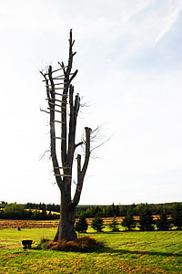 tree, dead, landscape, old, silhouette, ladder