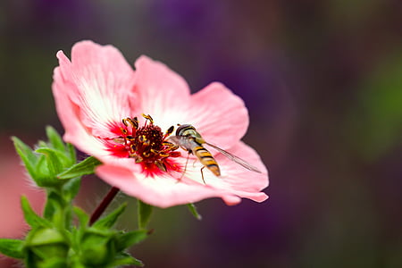Wasp, Hoa, đóng, thu thập phấn hoa, côn trùng, màu vàng đen sọc, hoa trắng đỏ
