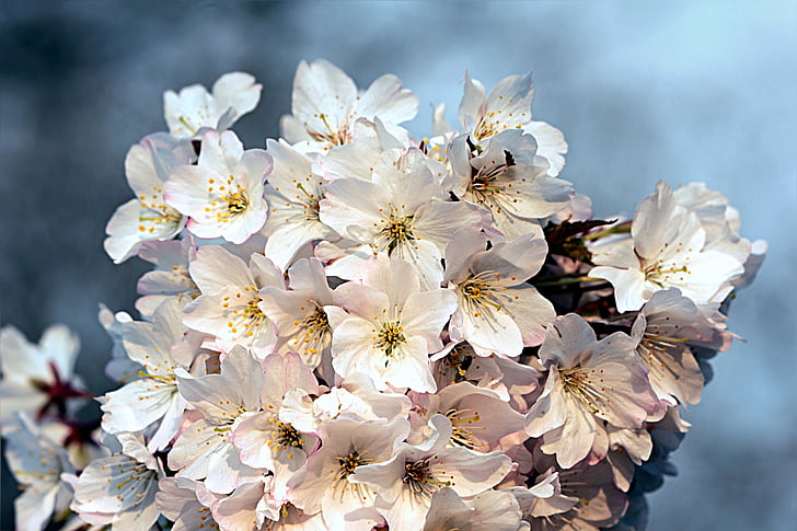 flor de cerezo, cerezo, flor, floración, Blanco, primavera, flor