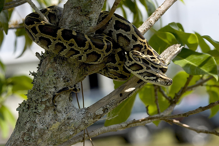 Python, kača, burmanski, drevo, v kolobarjih, prosto živeče živali, plazilcev