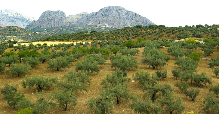 Espagne, Andalousie, oliviers, olives, nature, montagne, arbre