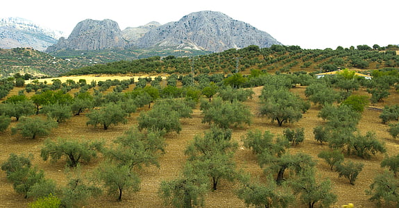 Španělsko, Andalusie, olivovníky, olivy, Příroda, Hora, strom